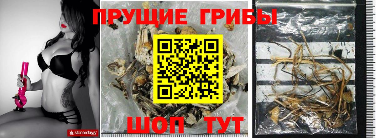 где купить   Галлюциногенные грибы прущие грибы  Вход с VPN  Тулун 